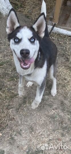 Щенки хаски