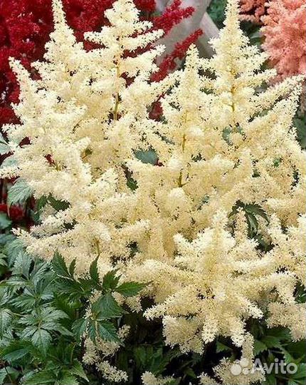 Многолетники