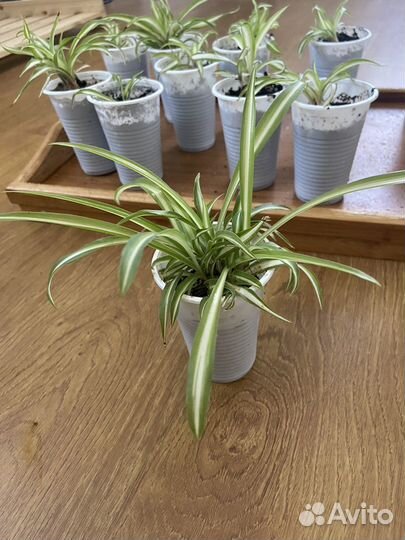 Хлорофитум