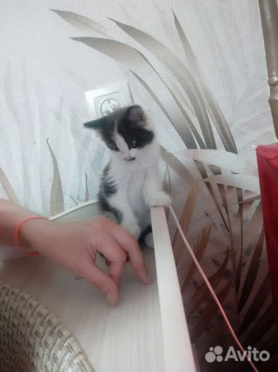 Котенок