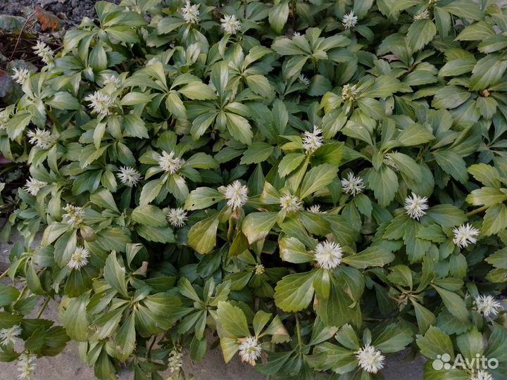 Злаки и почвопокровные