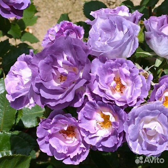 Роза Блю фо ю/ Blue for you двухлетние саженцы