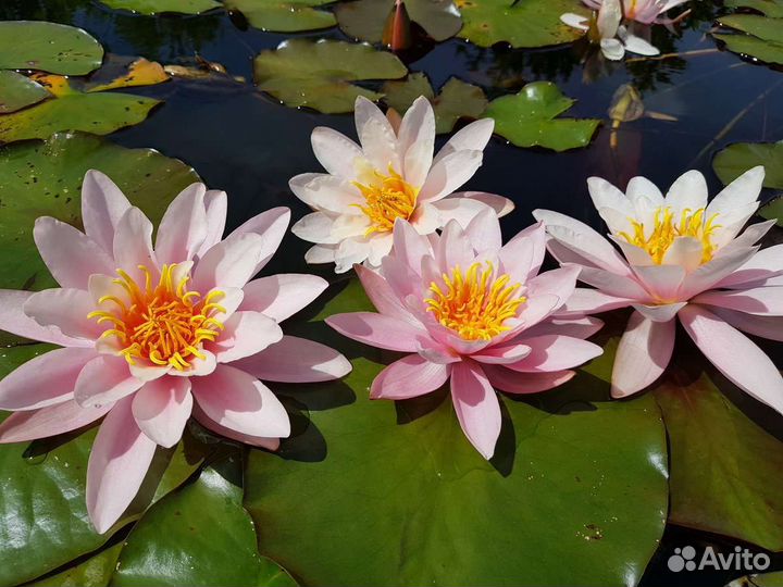 Моя коллекция Нимфей, (волянная лилия)