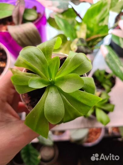 Хищные растения жирянки