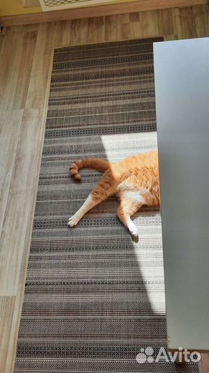 Котики в добрые руки