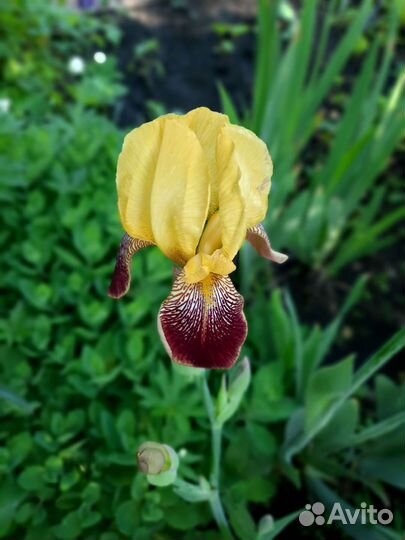 Растения садовые