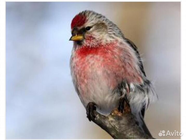 Чечётка птицы