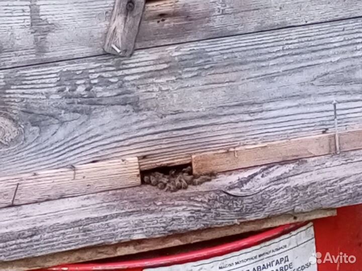 Ульи с пчелами