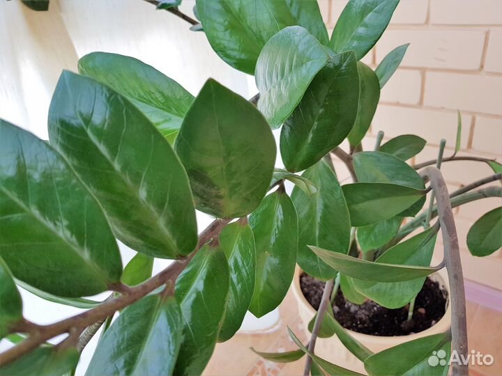 Замиокулькас - комнатное растение в кашпо