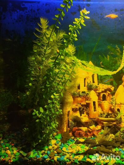 Аквариумные водоросли