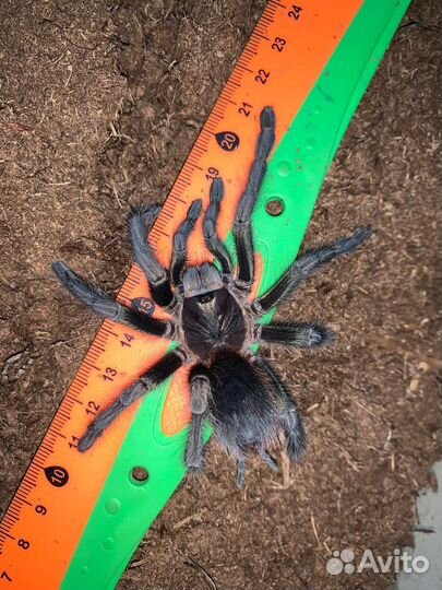 Паук Phormictopus green femur