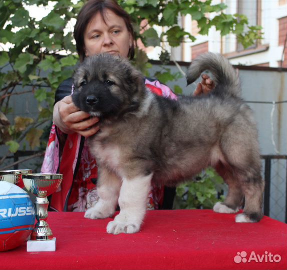 Щенки Кавказской Овчарки
