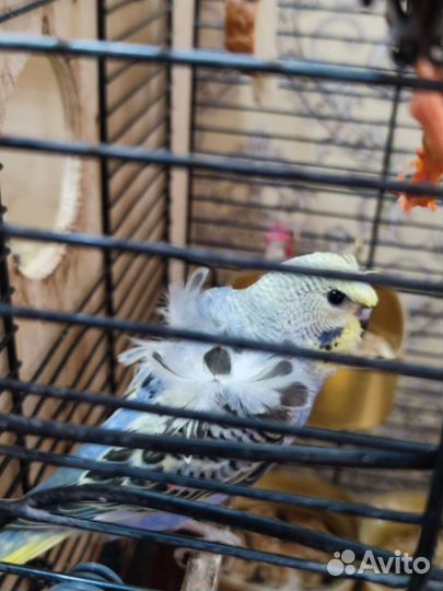 Волнистый попугай хагорома