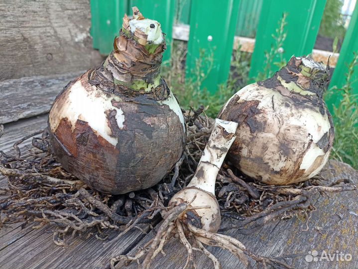 Амариллис луковицы
