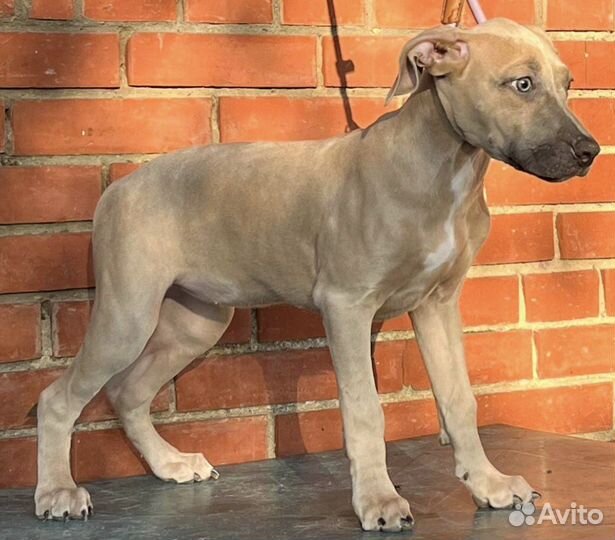 Девочка прайтер щенок