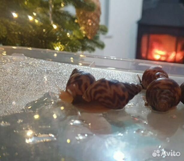 Улитки ахатина ретикулята