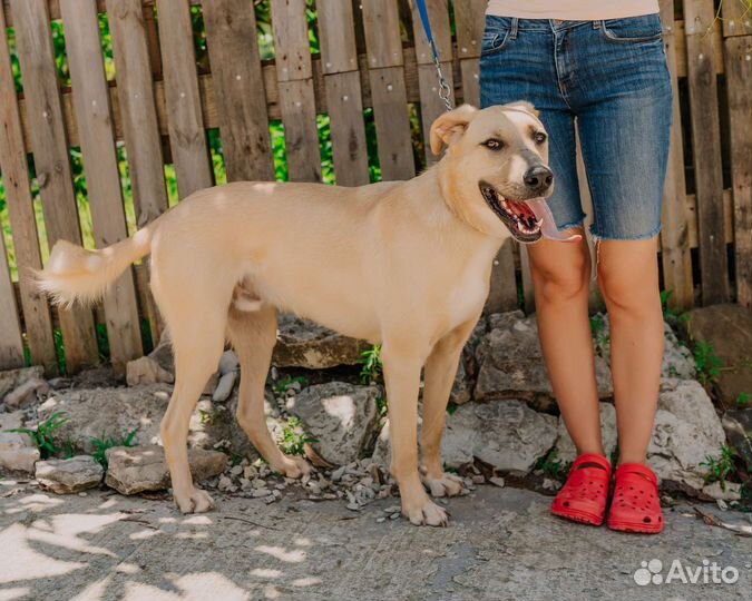 Собака в добрые руки