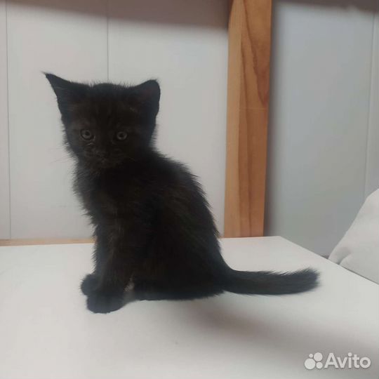 Кошка в дар бесплатно