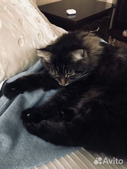 Передержка кошек на время отпуска