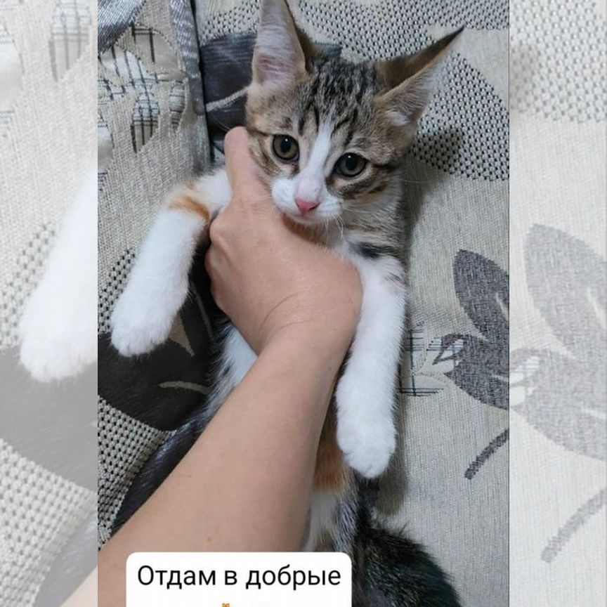 Домашние животные котята