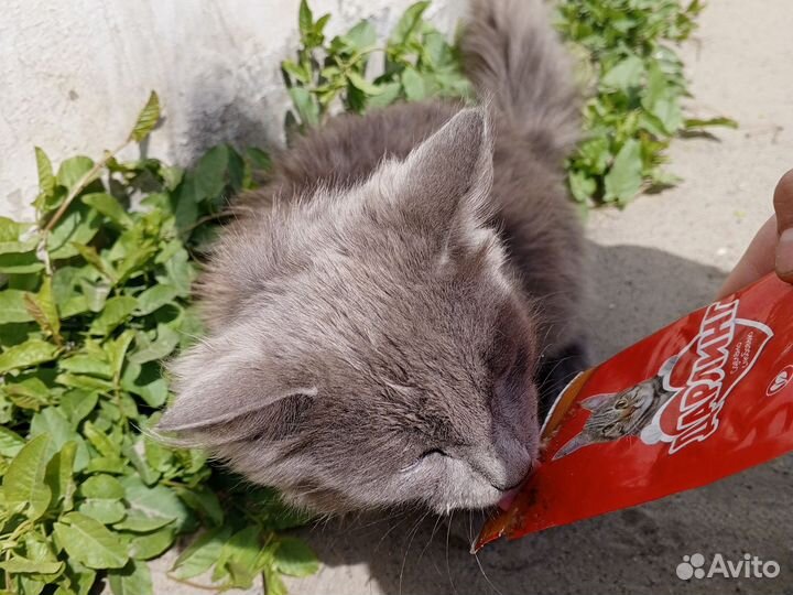 Котик бесплатно