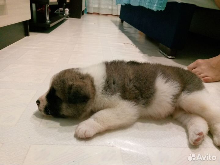 Продам щенка акиты