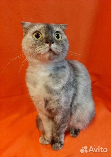 Шотландская вислоухая оригинального окраса в дар