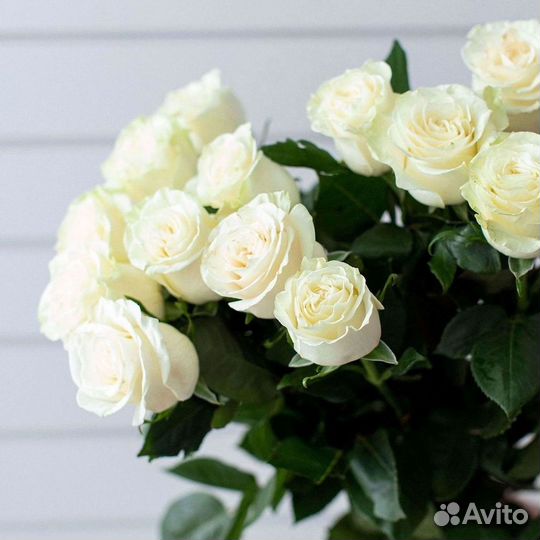 Высокие розы Гигантские розы Доставка цветов