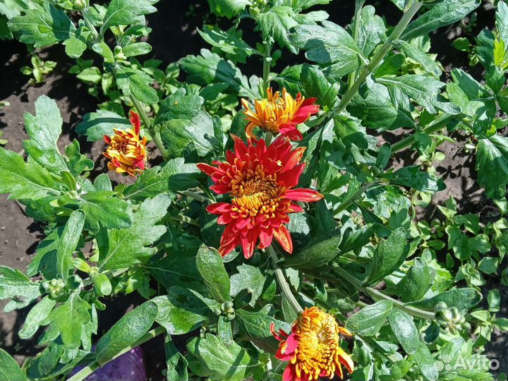 Хризантема корейская, веточная. Астра новобельгийк