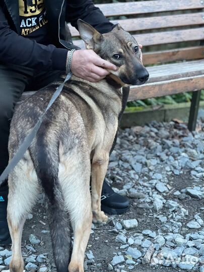 Статная овчарка девочка в добрые руки