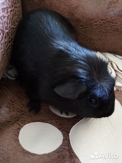 Свинки морские