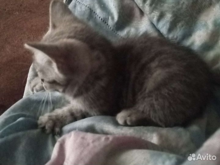 Британская серая кошка