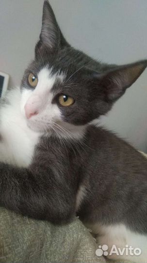 Котёнок Атос (мушкетёр)