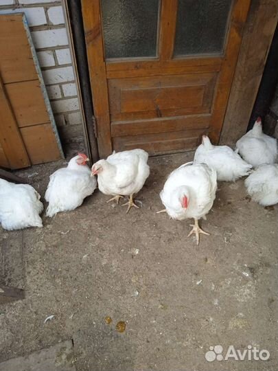 Куры бройлеры Кобб 500 на мясо