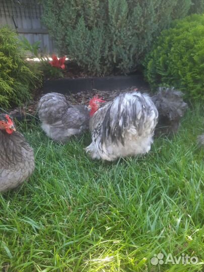 Карликовые кохинхины