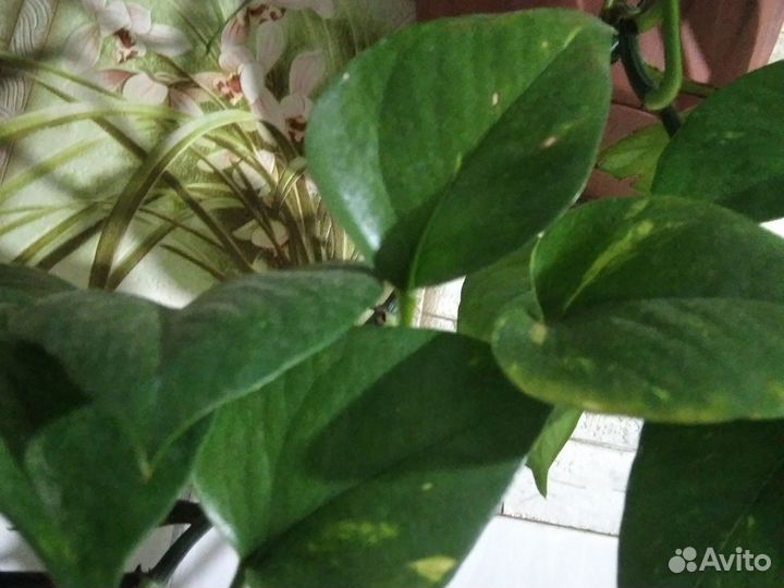 Комнатные растения