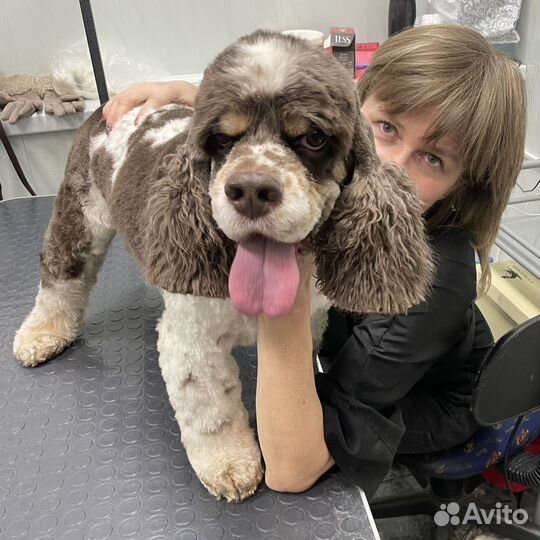 Груминг. Стрижка кошек и собак