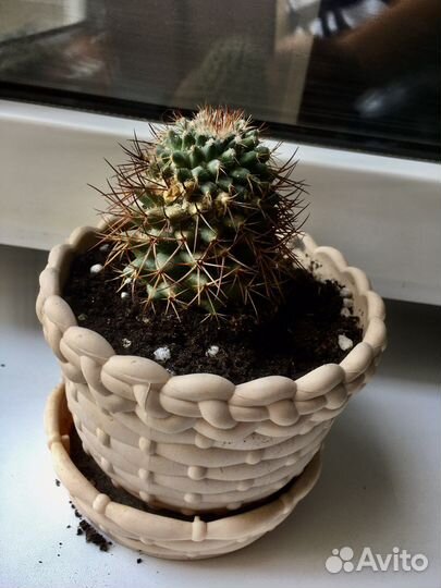 Кактусы и суккулент