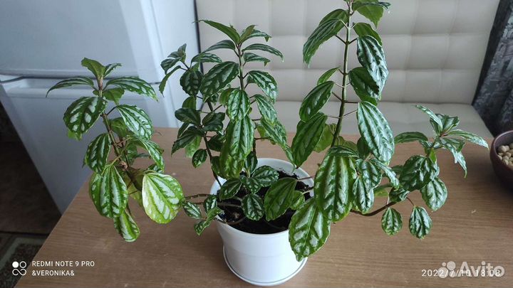 Пилея кадье