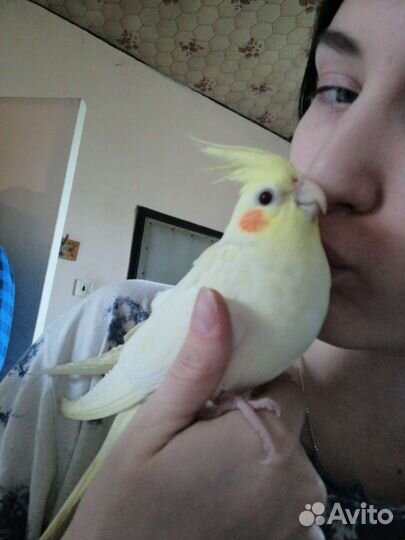 Попугай корелла, волнистый. или обмен