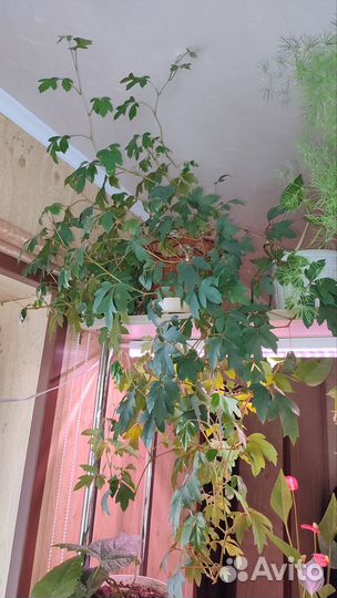 Гиппеаструм, Циссус (берëзка)