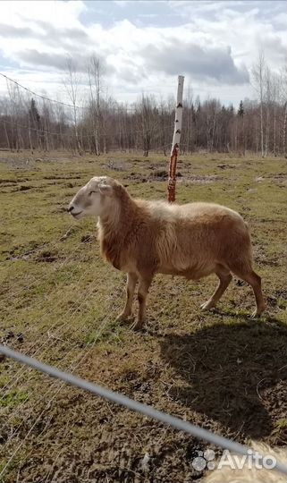 Катумский баран