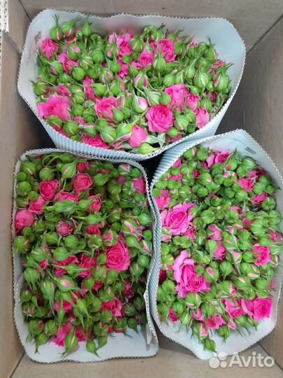 Метровые розы