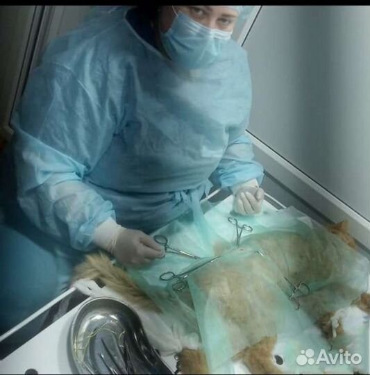 Ветеринарный врач Веснина. Стаж 20 лет. Вызов 24/7