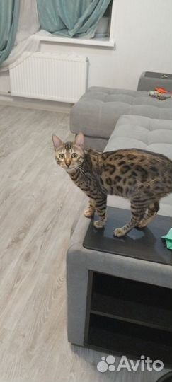 Бенгальская кошка