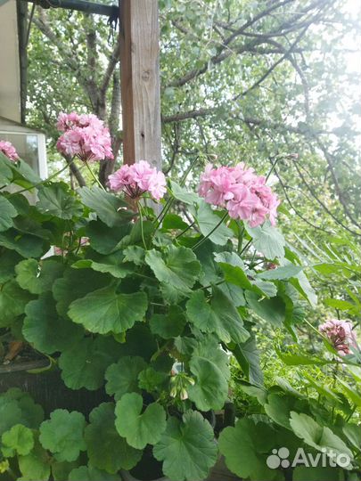 Пеларгония герань сортовая