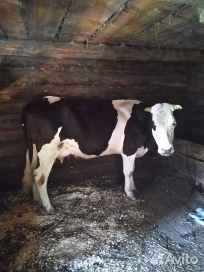 Корова стельная дойная