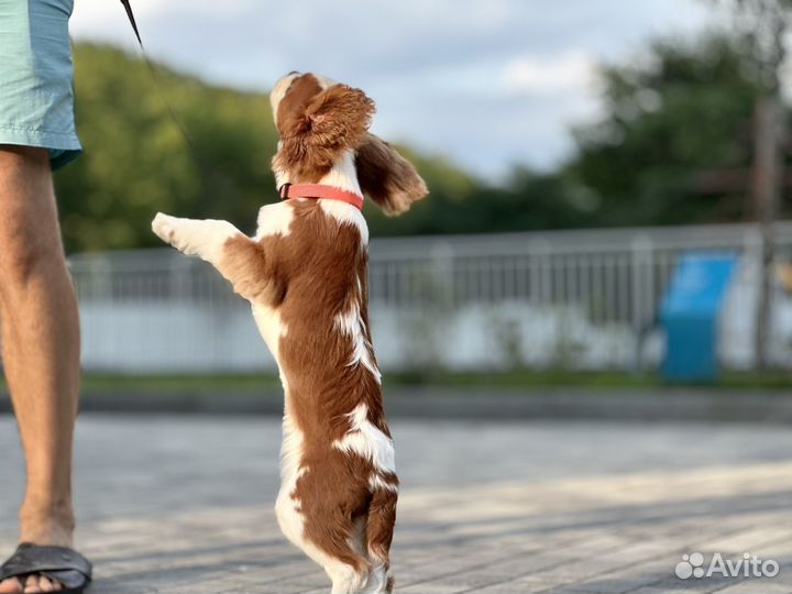 Девочка Кавалер кинг Чарльз спаниель РКФ