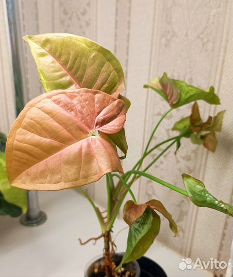 Сингониум Пинк рабуста