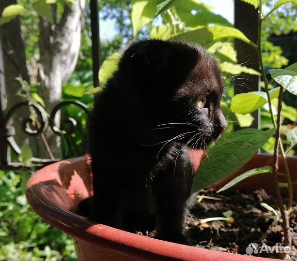 Вислоухая кошечка бесплатно